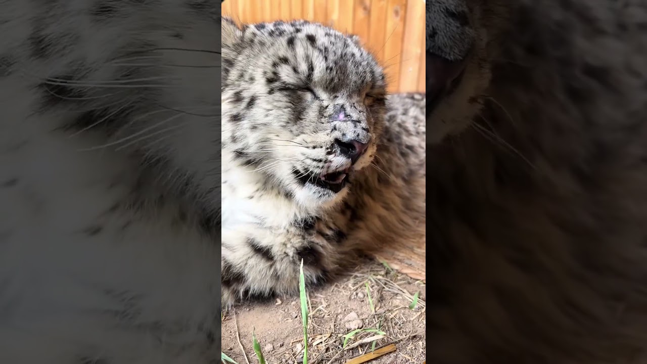 Don’t let the snow leopard’s cuteness fool you#snowleopard#funnyanimals#funnywildlife#bigcat#bigcats