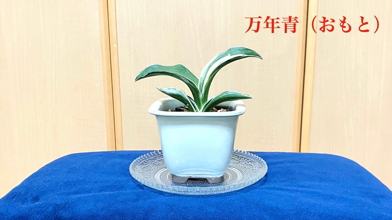 【夢物語工房 】万年青（おもと）6・小さな観葉植物・観察