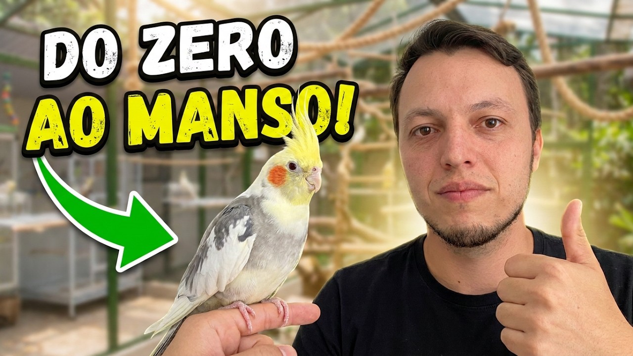 COMO AMANSAR CALOPSITA