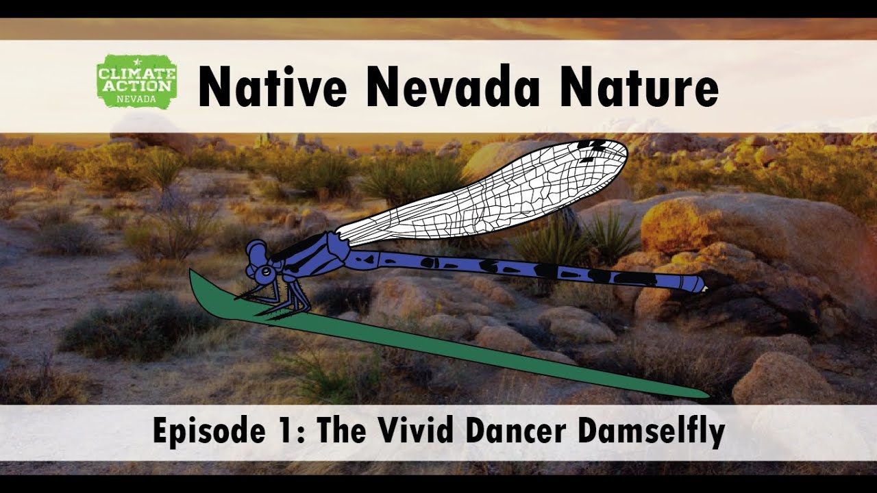 Native Nevada Nature Ep1: The Vivid Dancer Damselfly