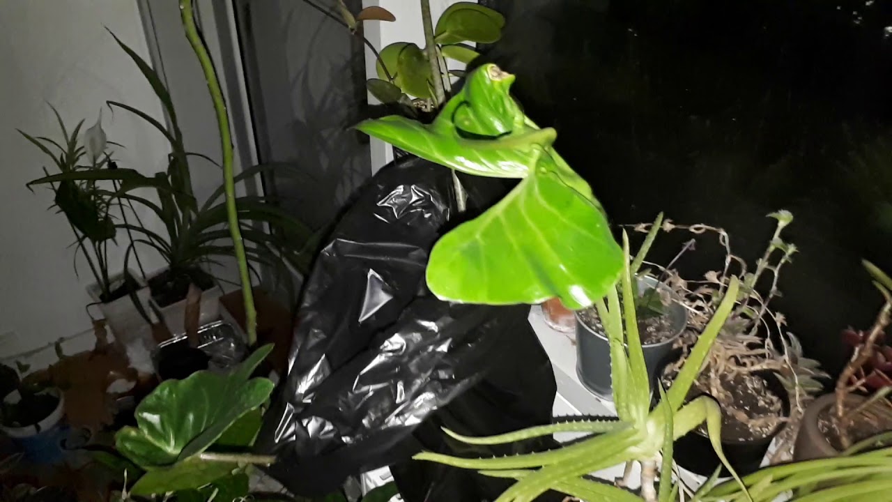MY 100+ PLANT COLLECTION TOUR 2019! ROOM TOUR! PLANT HAUL! New Stuff (DIY) New Plants? PLANTS 2019
