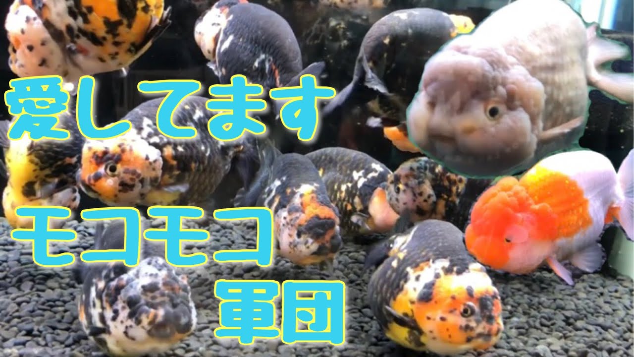 丸照養魚場【値段は安いのにクオリティは高い愛知県弥富市の金魚屋】2022年8月〜お盆休みのラインナップ〜