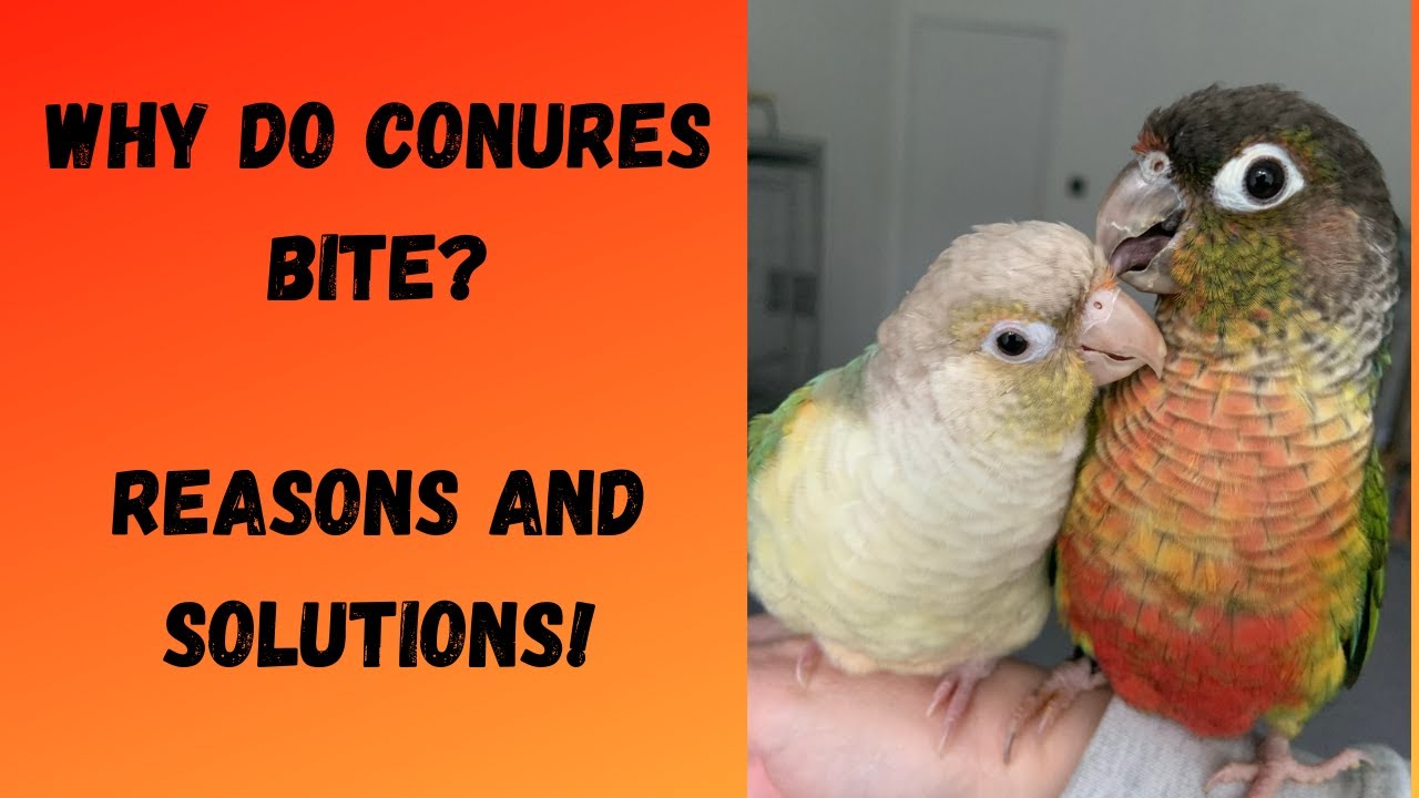 Почему мой попугай кусается? | Советы по предотвращению кусания! | TheParrotTeacher