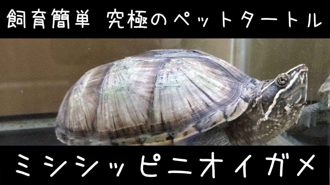 ミシシッピニオイガメ 簡単 飼育 丈夫でかわいい　入門　初心者向け　爬虫類