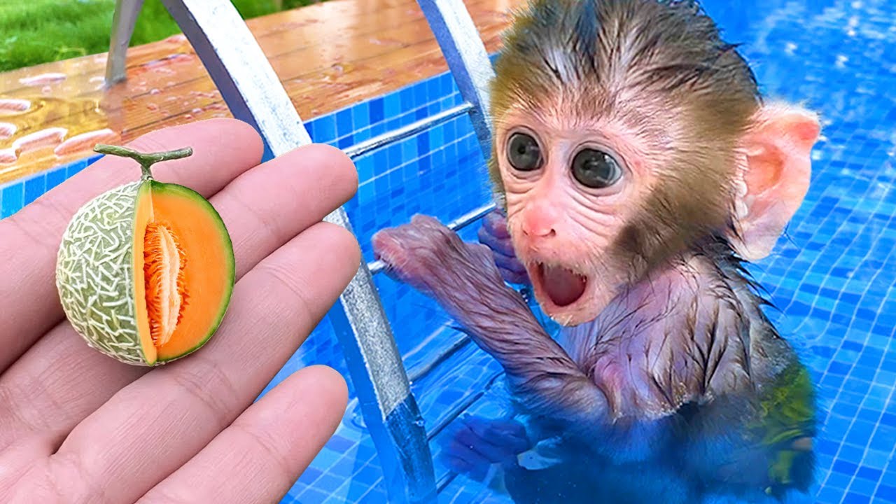Monyet Bon Bon Imut membeli camilan di supermarket dan memanen semangka di pertanian