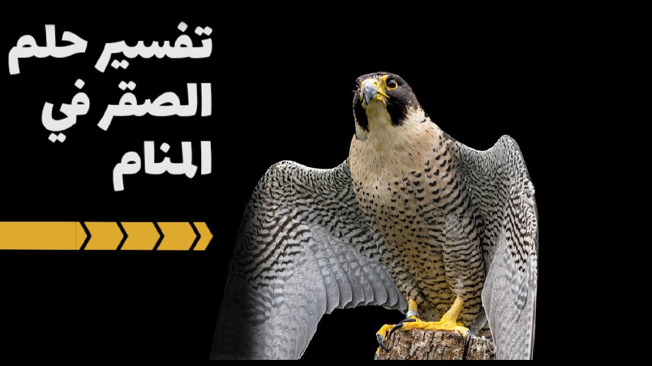 رؤيا الصقر في المنام تفسير  الروئيا للرجل والمرائه والعزباء والحامل والمطلقه