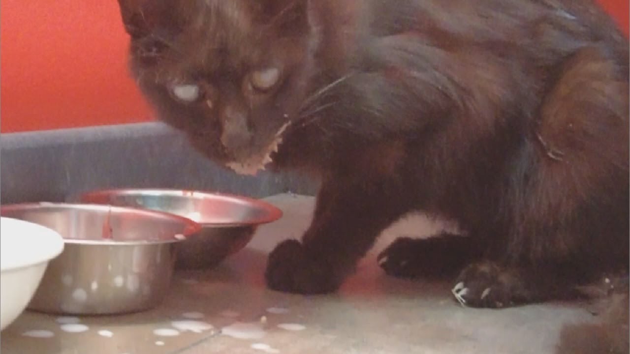 Chill Bill in HEARTWARMING cat rescue and RARE Roman Treasure! Part IV