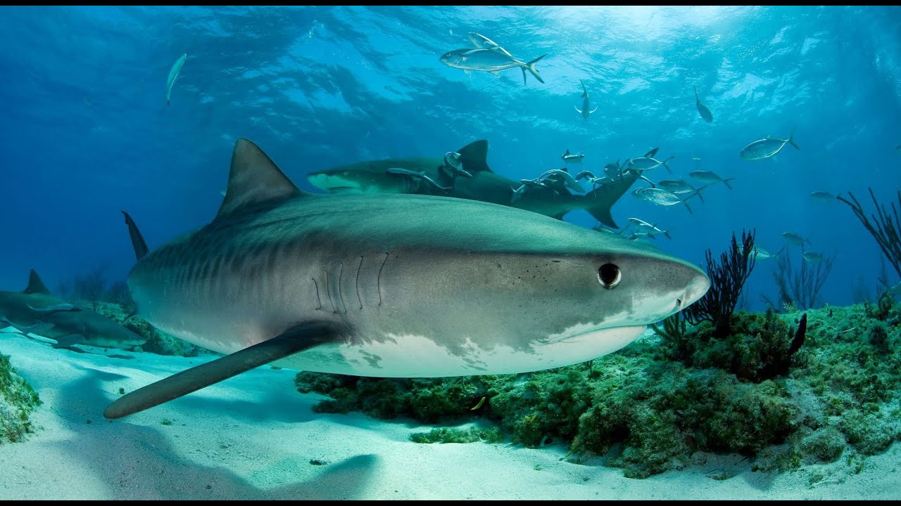Tauchen auf Cozumel, Scuba Diving in Cozumel Mexico - 2023