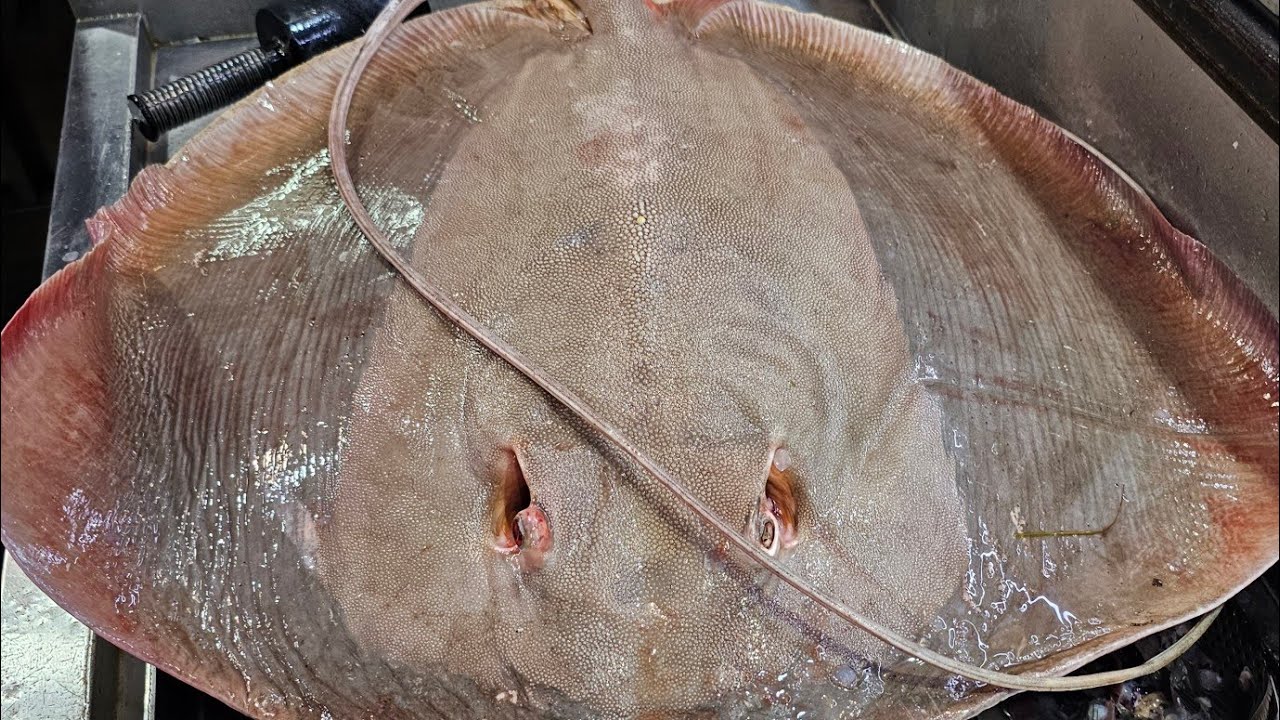 Excellent Remove Skin Stingray Fish Cutting Skills