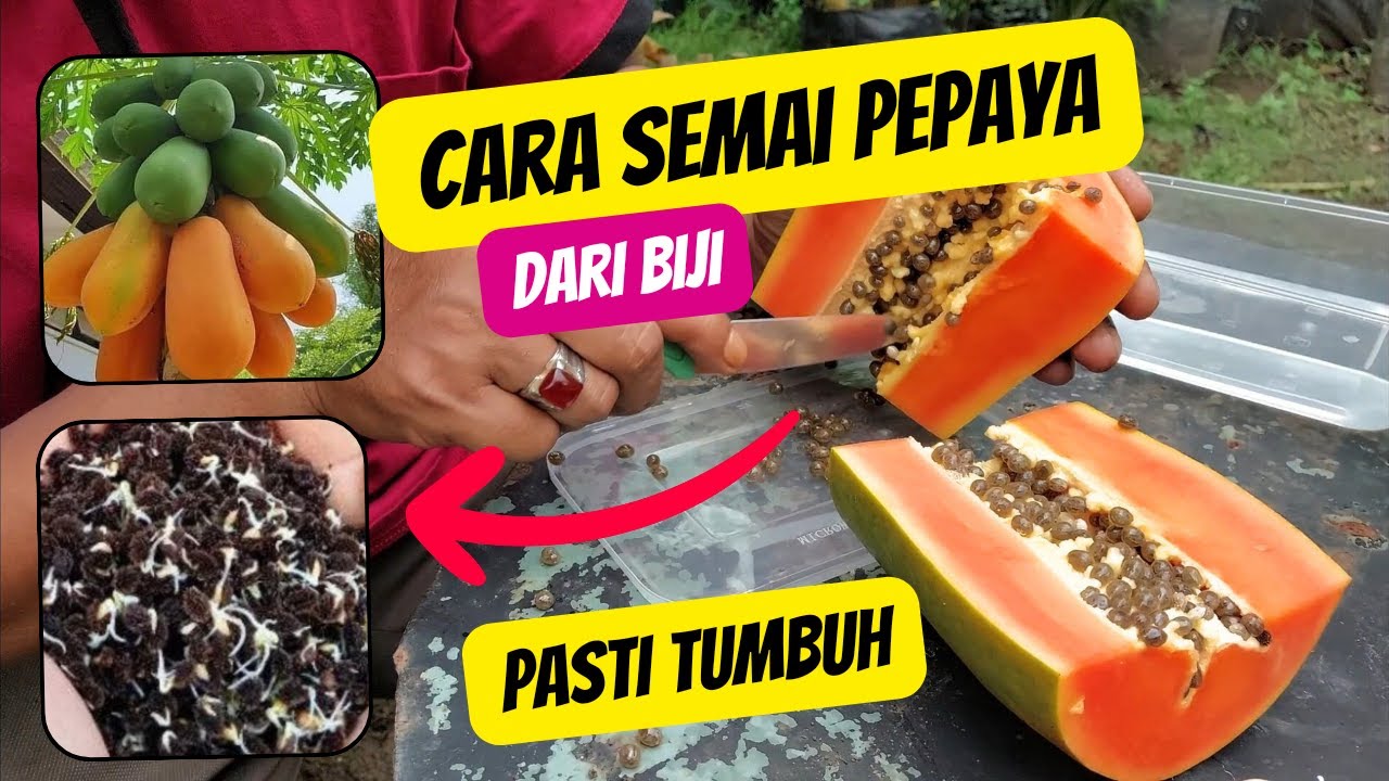 Cara semai pepaya california cepat tumbuh