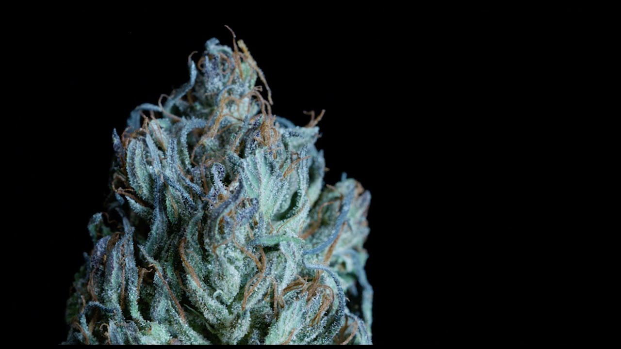 Cbd Bl&uuml;ze Bergprinz