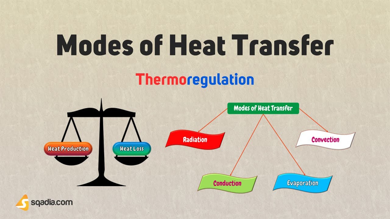 Thermoregulation | Modes of Heat Transfer | Core Body Temperature | Neuro-Physiology