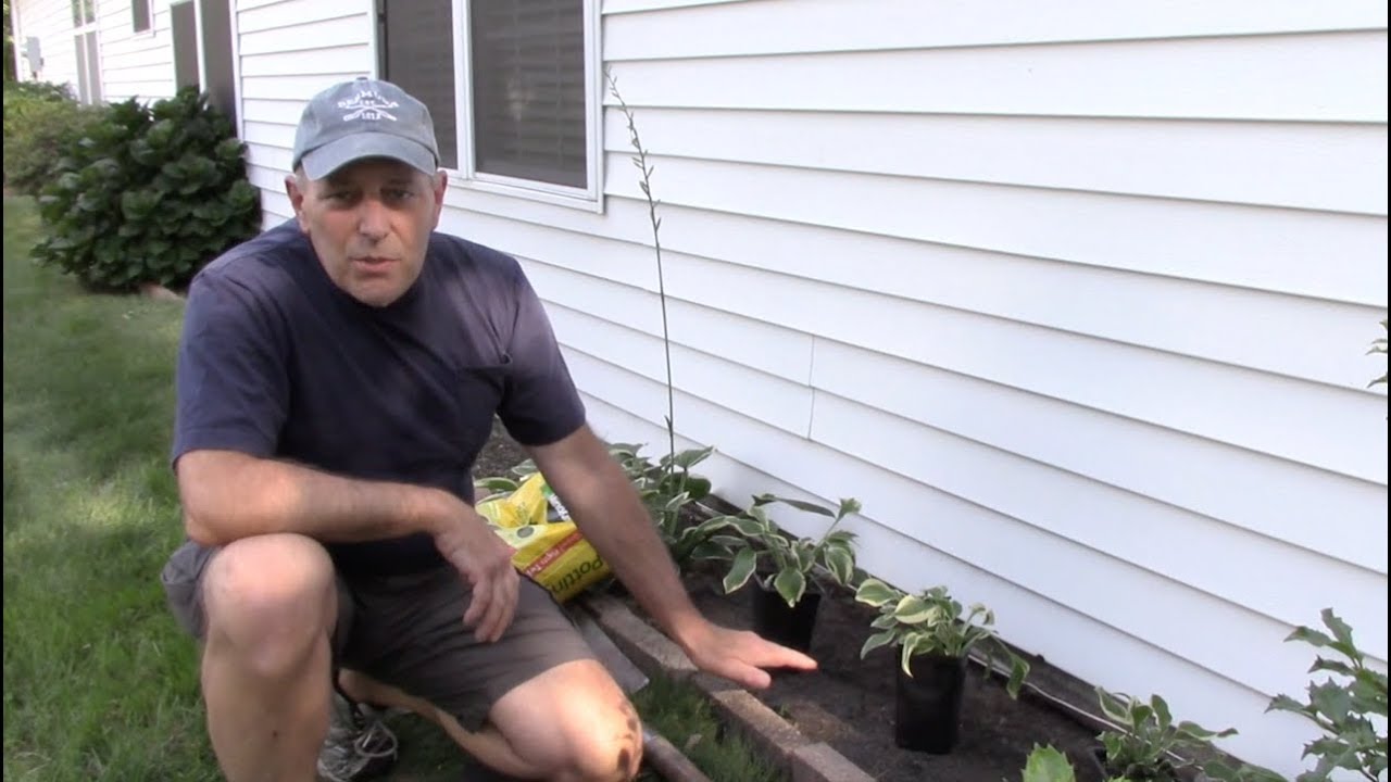 How to plant Hosta