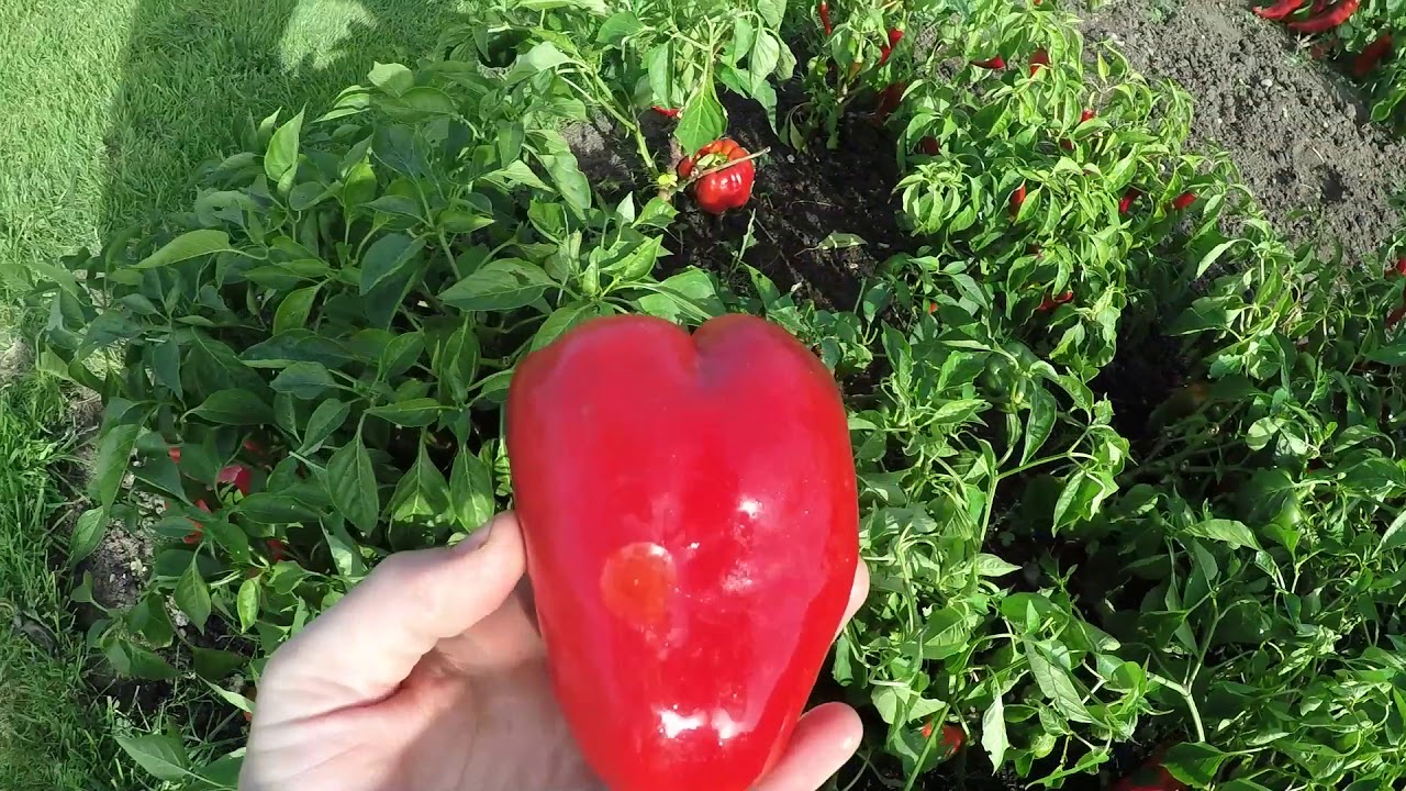 Italian Sweet Pepper Harvest