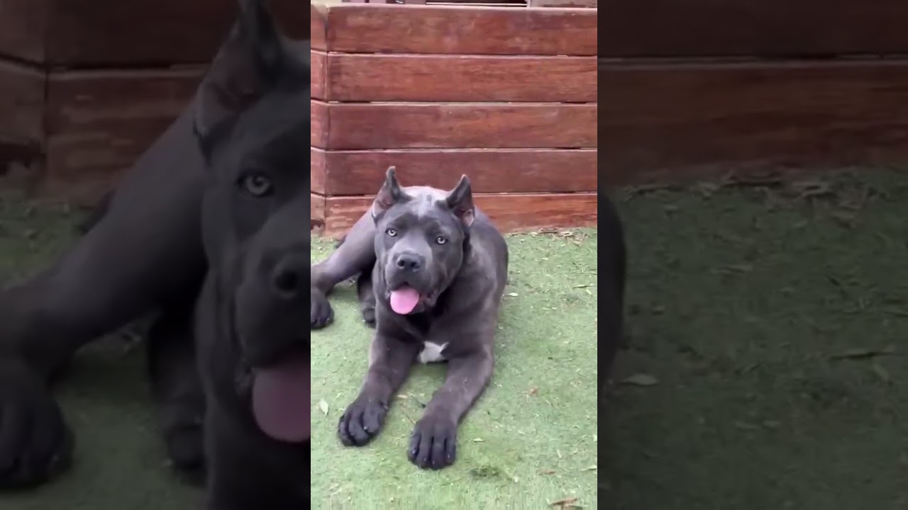 ESPECTACULAR HEMBRA CANE CORSO 3 meses