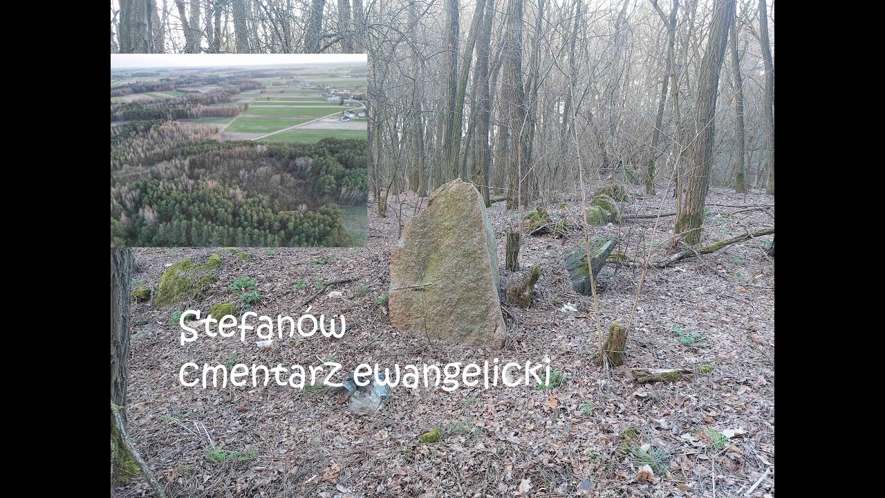 Pas kamieni w lesie - cmentarz ewangelicki w Stefanowie.