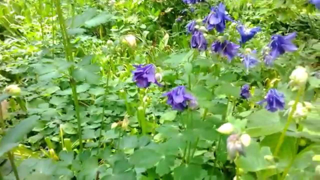 Wo uns're Fahne weht, Op. 473 Johann Strauss II
