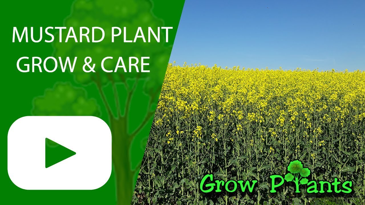 Mustard plant - grow & care