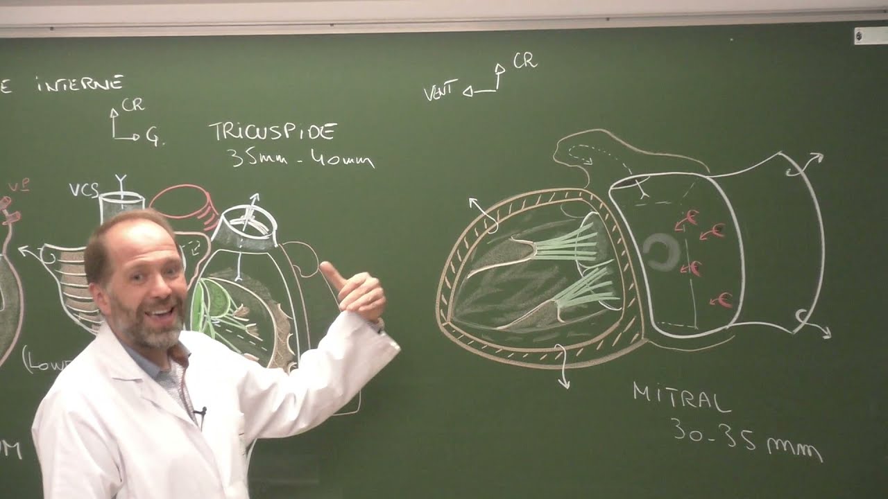 Thorax 3 - Anatomie du cœur [Heart external morphology and cardiac cavities]