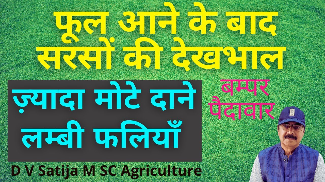 Mustard flowering nutrients and irrigation | Sarson me pani aur micronutrients |