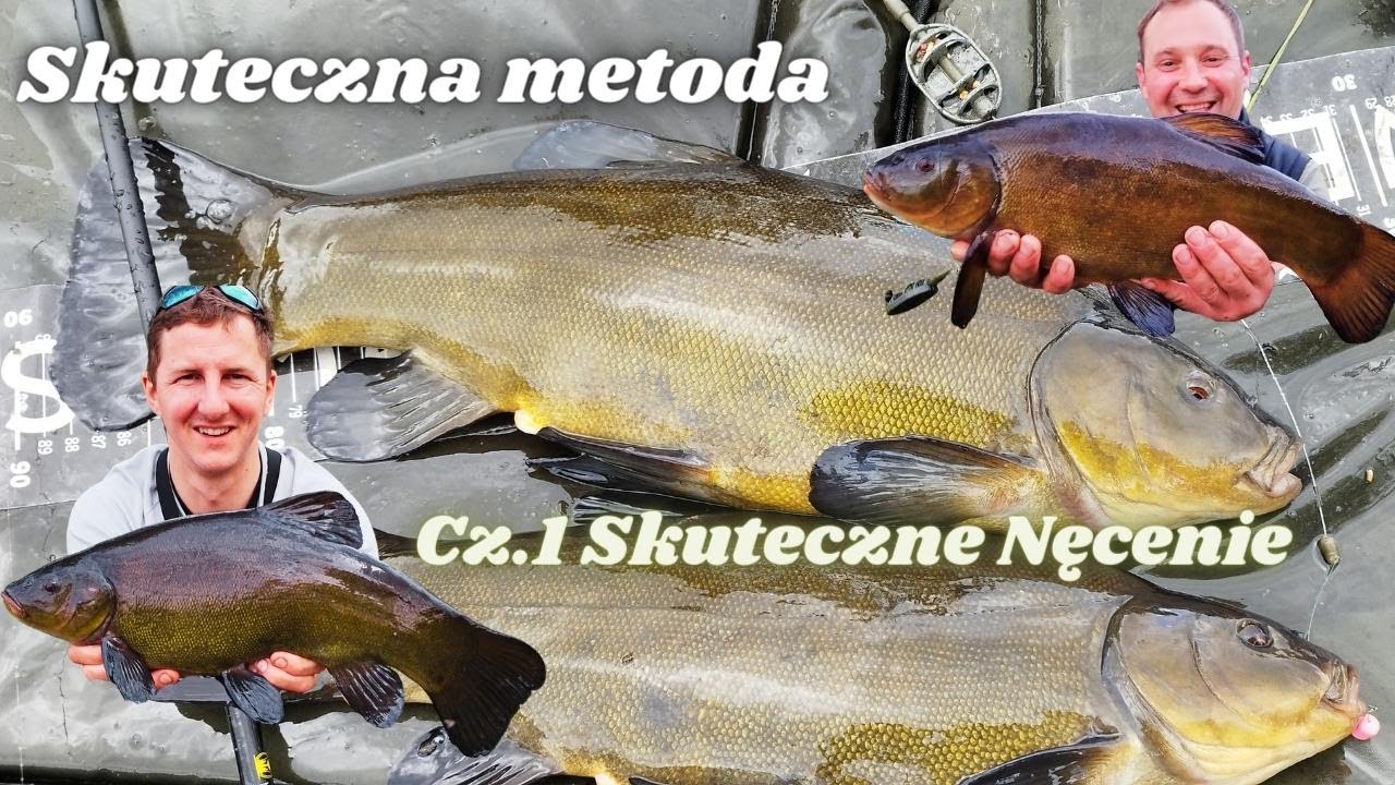 Jak skutecznie łowić liny na metodę, Jak skutecznie nęcić lina, Jak zrobić zanętę na lina