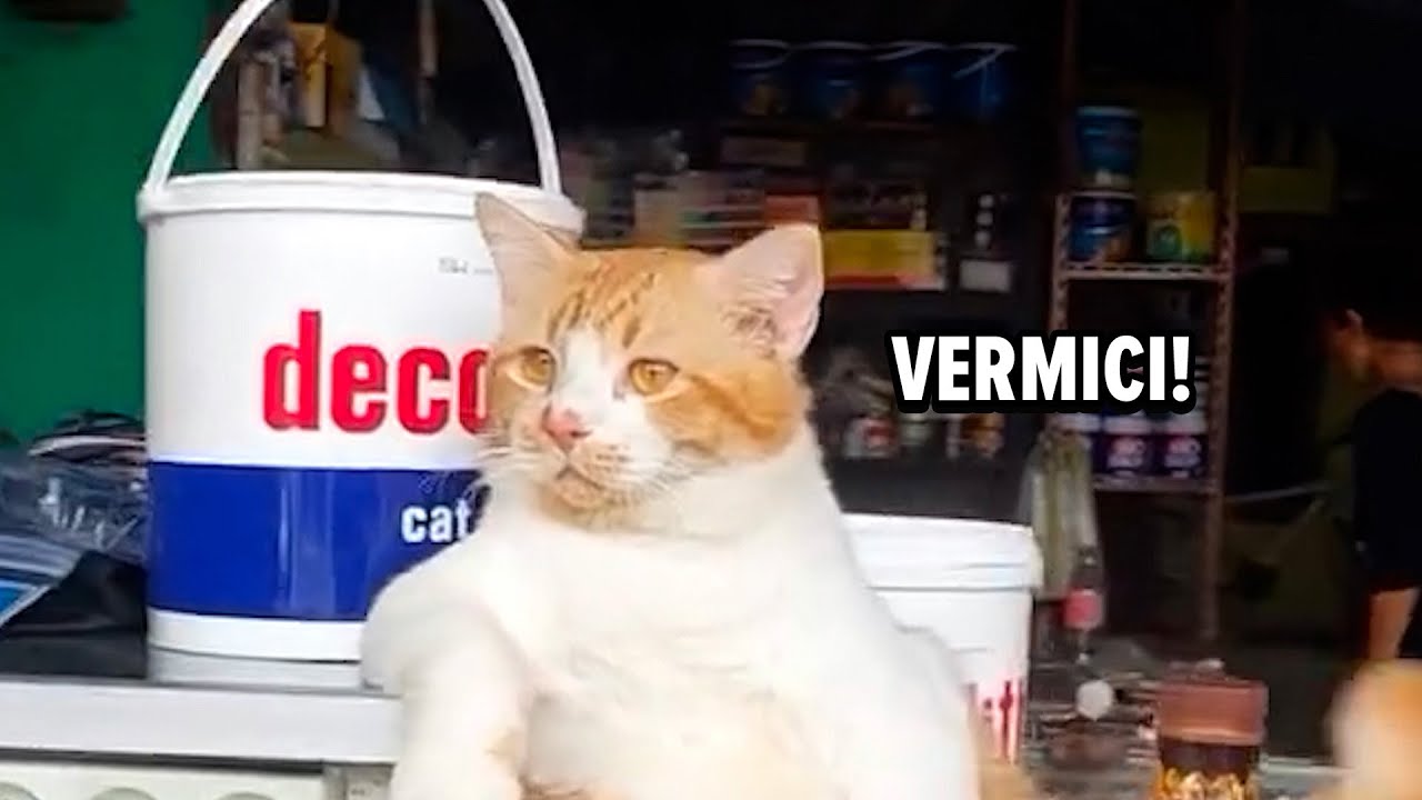 Gatti confusi, arrabbiati e superiori – Ep. 17 😸🎤