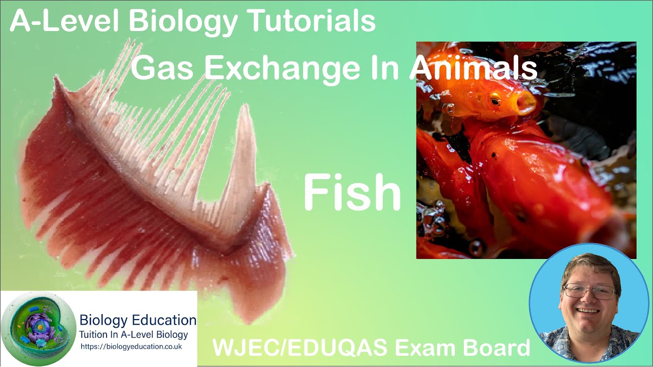 Gas Exchange in Fish Tutorial.  AS Biology WJEC EDUQAS