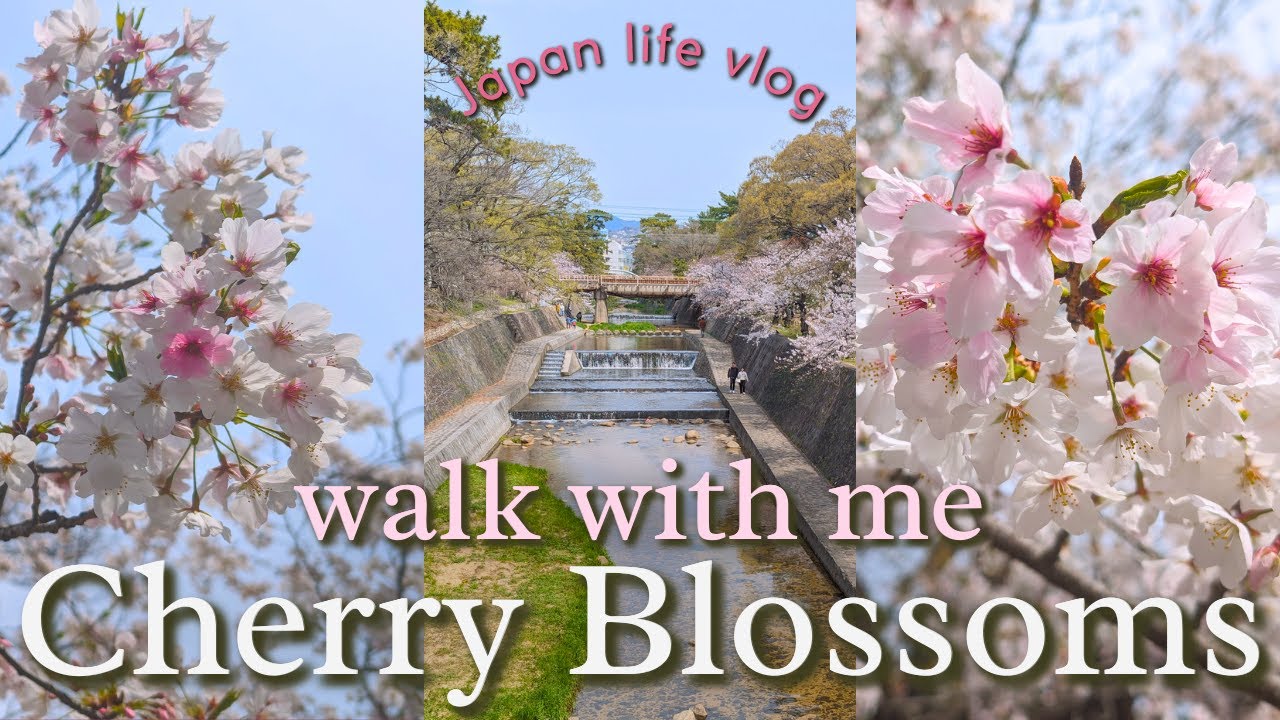 Cherry Blossoms Walk: Sakura Shukugawa in Nishinomiya, Japan