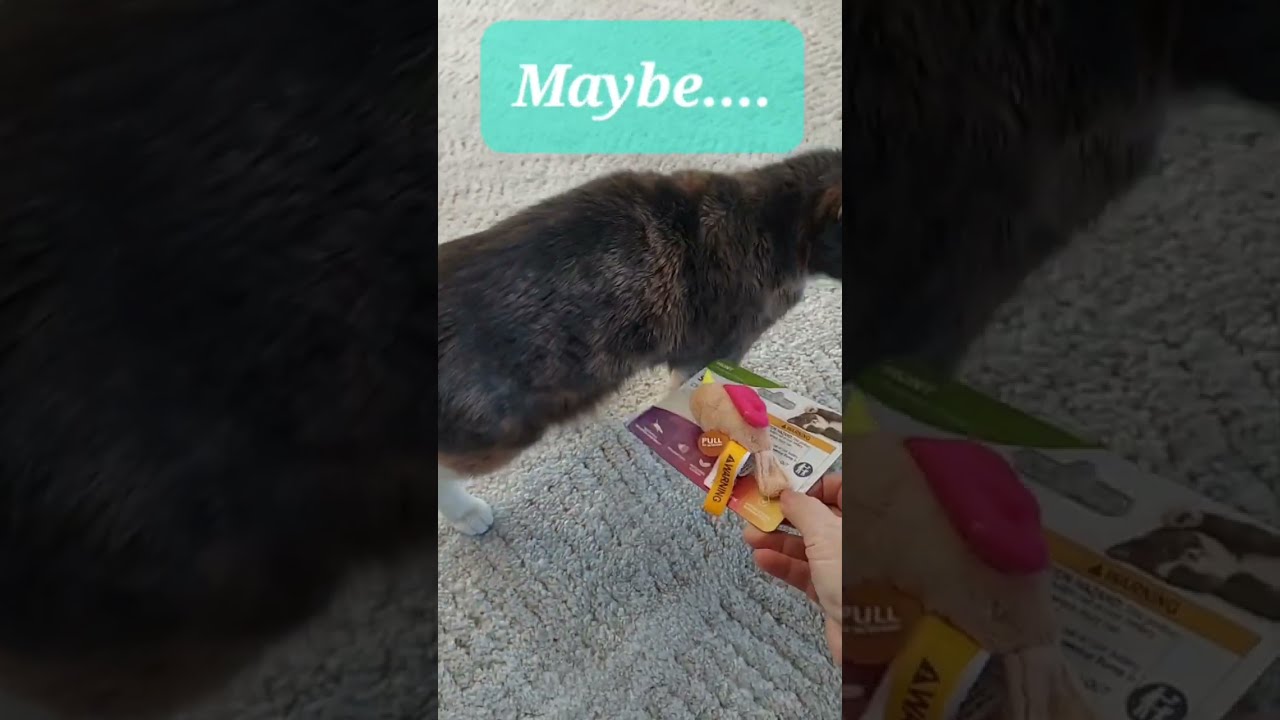 Kiki reviews the SmartyKat Chickadee Chirp Toy from Amazon #catvideos #cat 