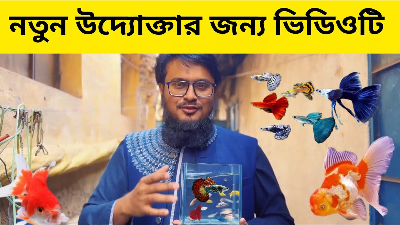 নতুন উদ্যোক্তার জন্য ভিডিওটি ♥️রঙিন মাছ পালন ♥️