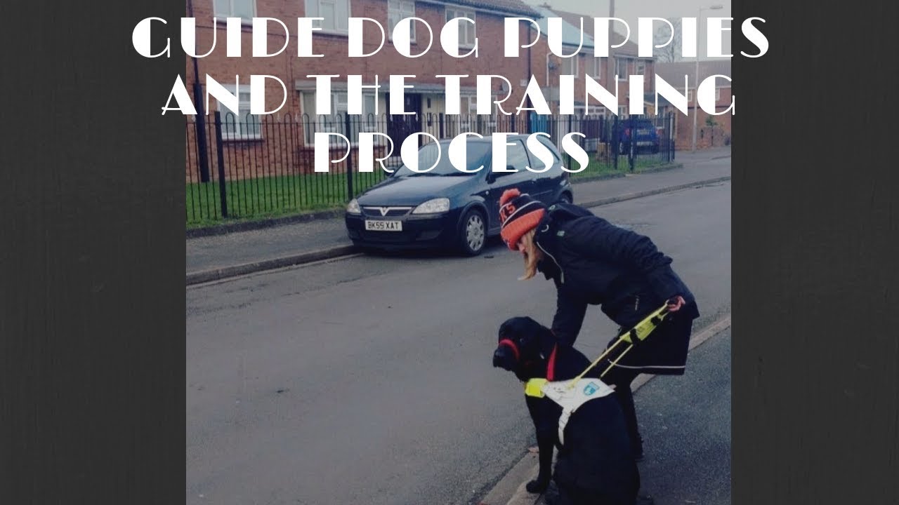 Guide Dog Puppies And The Training Process