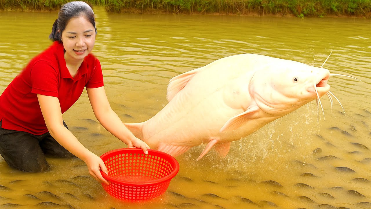 Harvesting GIANT Albino Catfish Goes To Market Sell – Storing Fish Fresh All Year | Hana Havesting