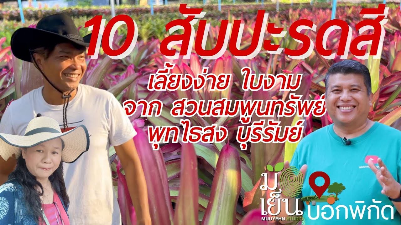 10 สับปะรดสี เลี้ยงง่าย ใบงามจาก สวนสมพูนทรัพย์พุทไธสง บุรีรัมย์