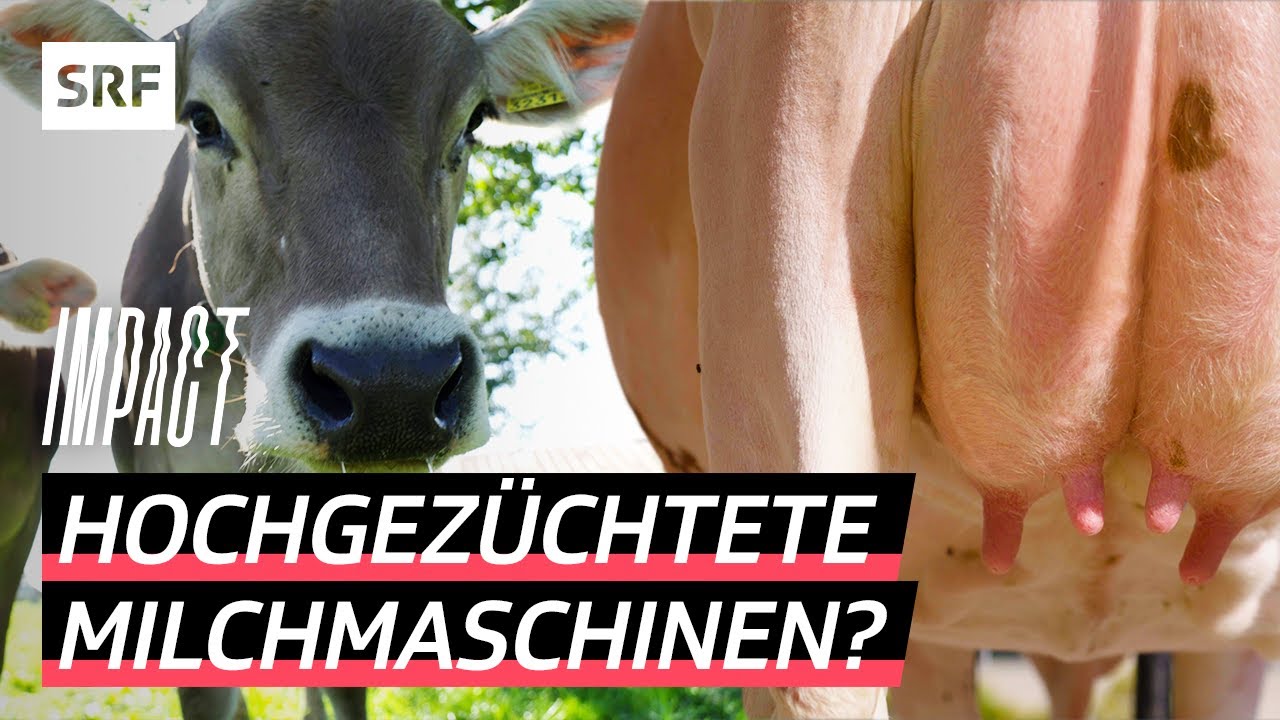 Milch um jeden Preis – So werden Schweizer Kühe für den Konsum optimiert | Impact | SRF