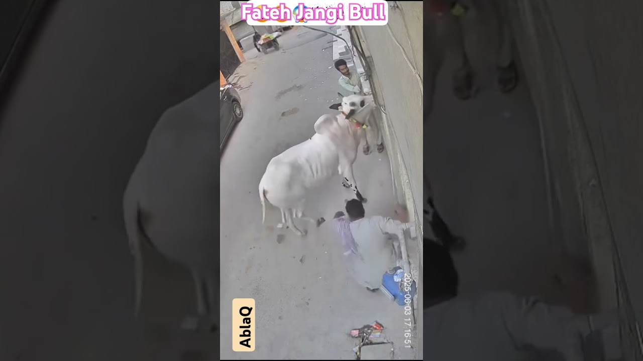 Fateh jangi bull🐂#bull #2025 #fatehjangi #trending #viralvideo #like #animals #foryou #ytshorts