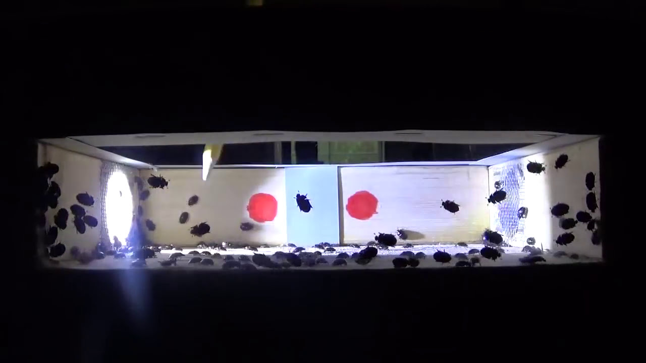 Small Hive Beetle Prevention and Control, a test using live small hive beetles to stop and trap