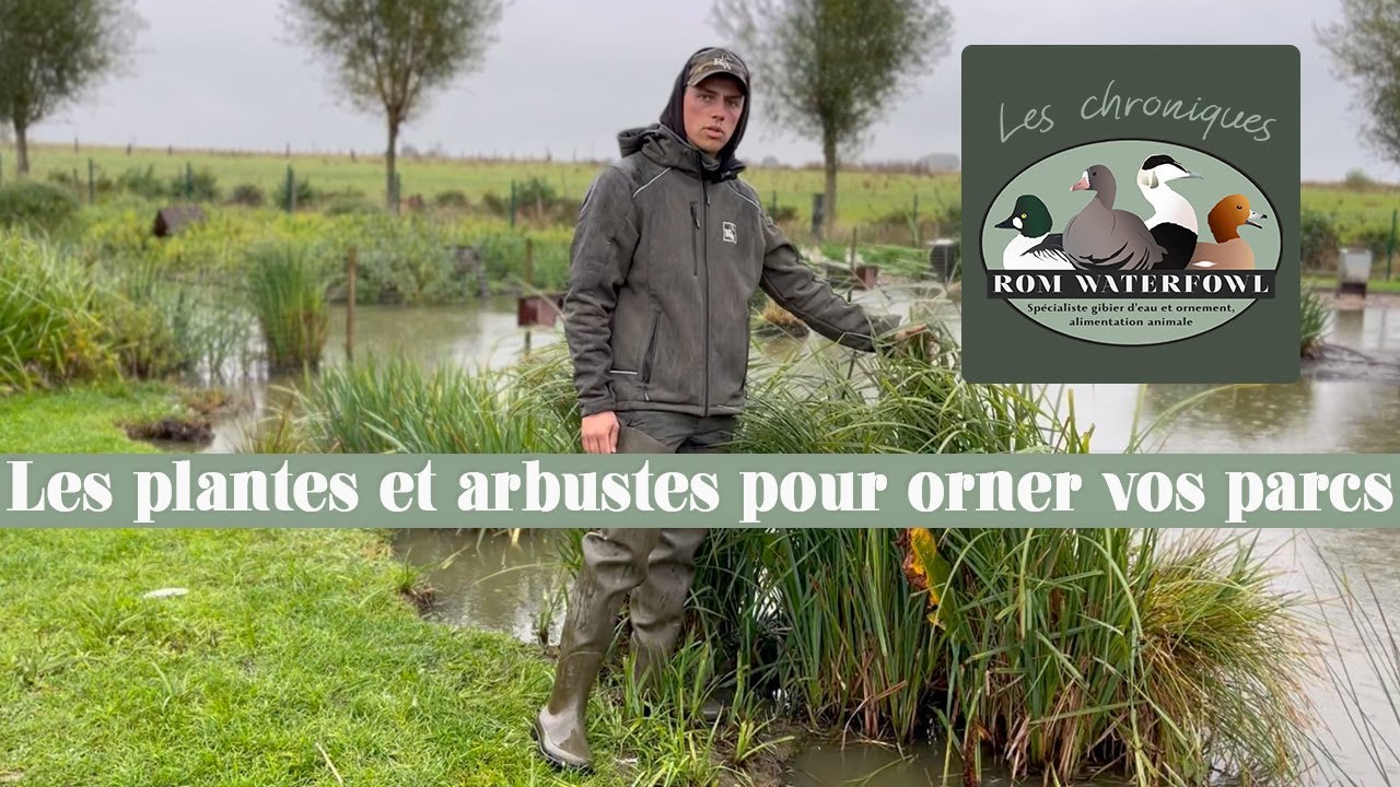 Mes conseils et astuces pour orner vos parcs de plantes et arbustes !