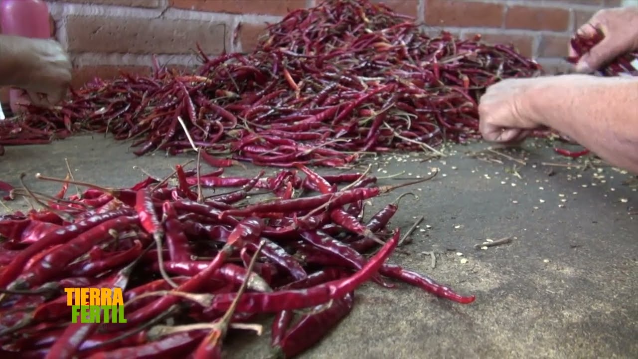 Tierra Fértil Tv- Denominación de origen y producción del chile de árbol de Yahualica. (27.05.23)