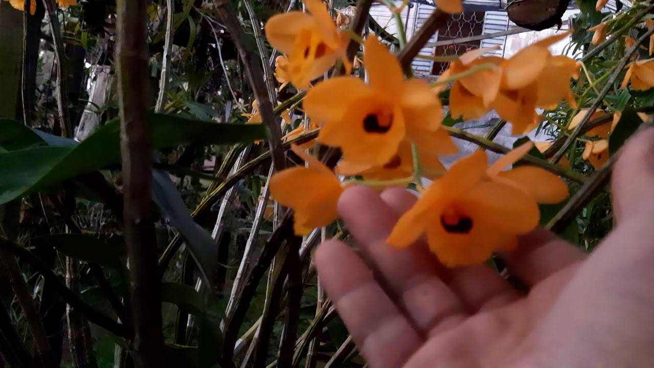 Meus dendrobium fimbriatum em floração