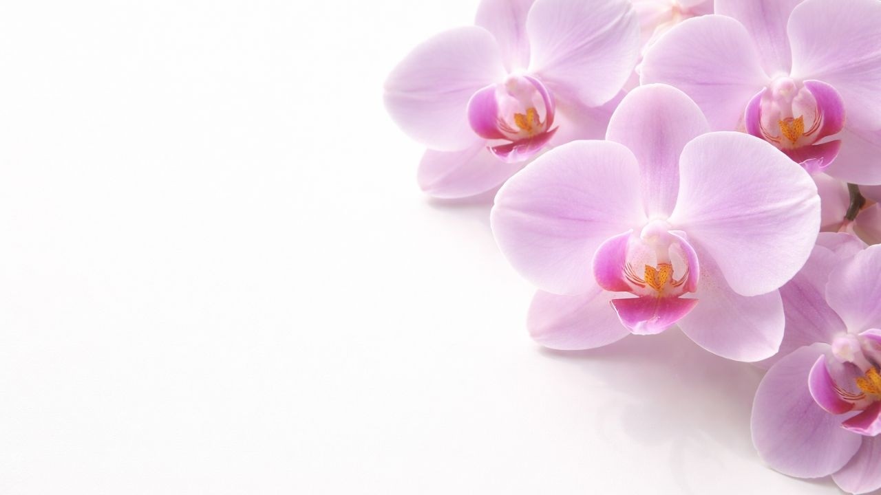 Pink Orchid 4K Minimalist Background | Elegant Floral Art for Frame TV & Spa Decor