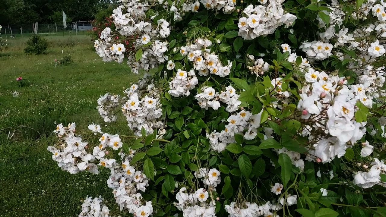 Zéro phyto : changeons de regard sur nos rosiers