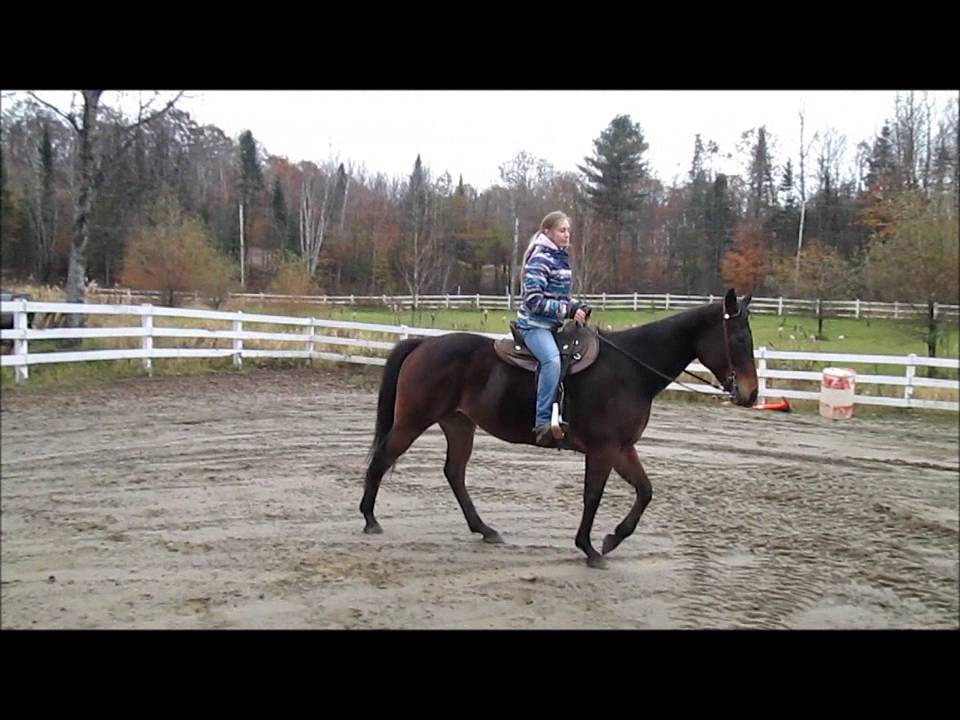 Comment reculer en selle avec un cheval