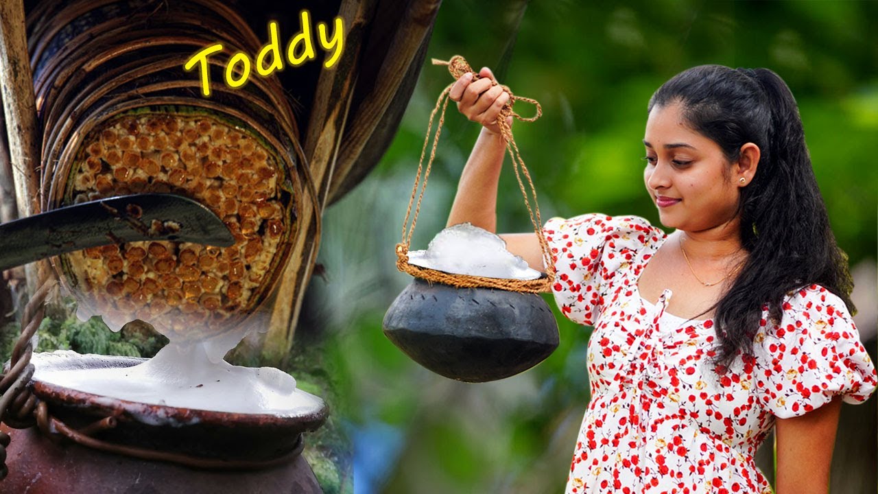 The Sweet Essence of Kithul! Sweet Sap Harvest Making Kithul Treacle and Kithul Jaggery | Thelijja