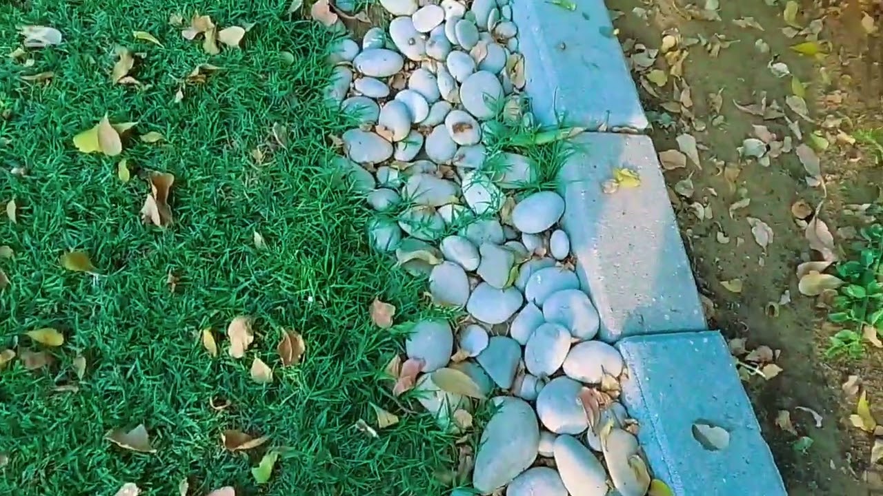 Ghas ke side ki cutting #bahut zaroori hai  #gardening iaday  #videos 