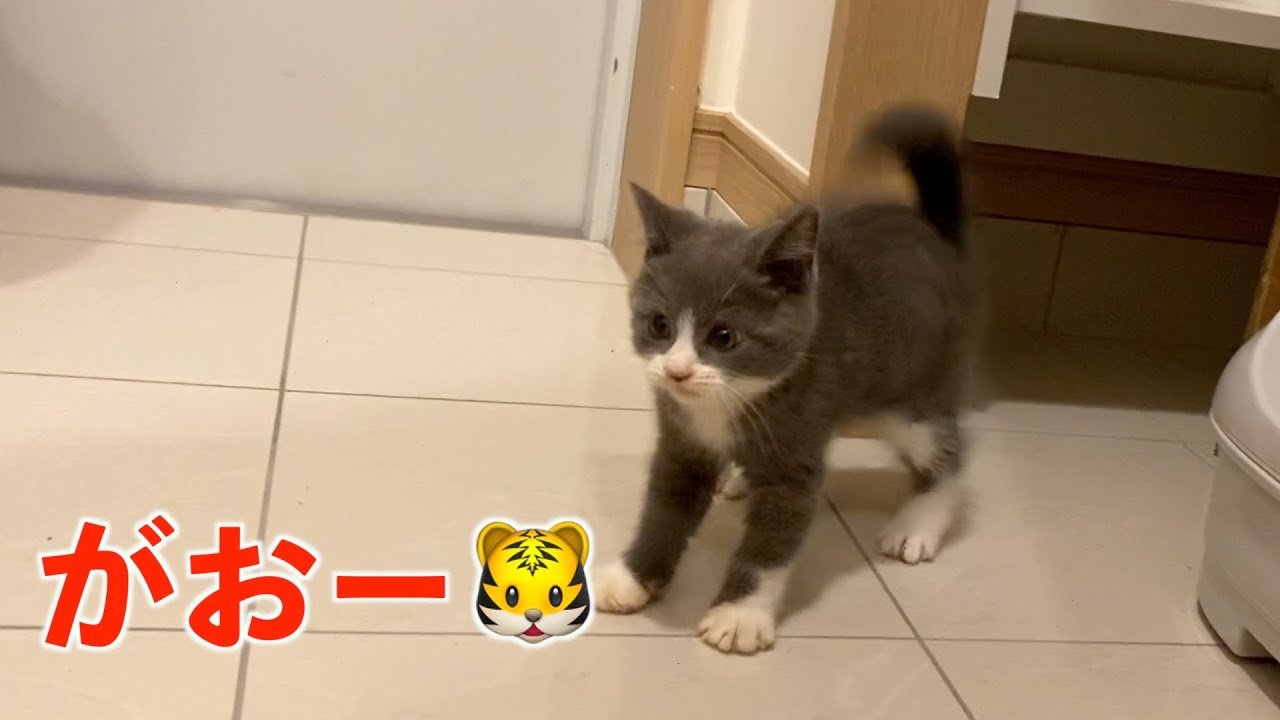 生後２ヶ月...野生に戻ってしまった激おこ子猫。