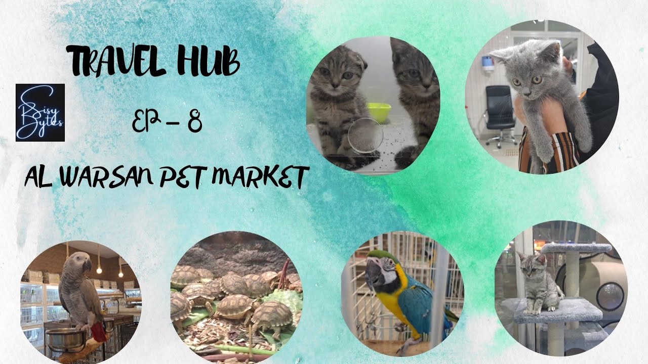 EXPLORING DUBAI'S BIGGEST PET MARKET | AL WARSAN PETS MARKET | TRAVEL HUB | EP-8 | SISY BYTES