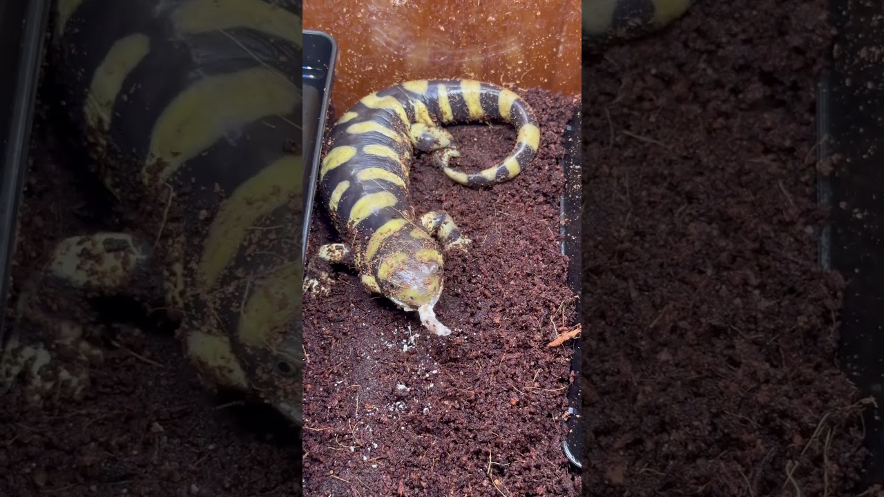 Feeding Scrubby! 