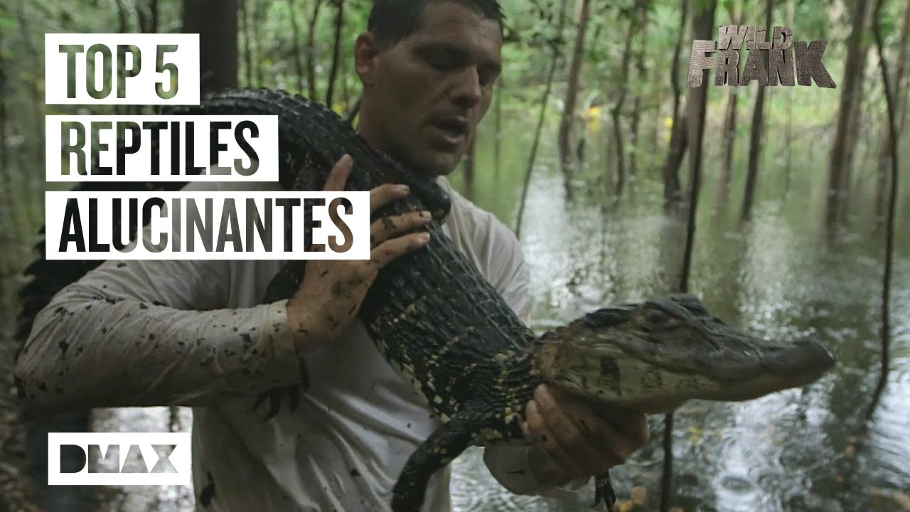 Encuentros con reptiles asombrosos, la debilidad de Wild Frank | Wild Frank