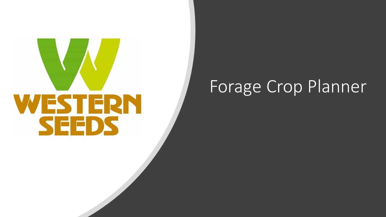 forage brassica guide