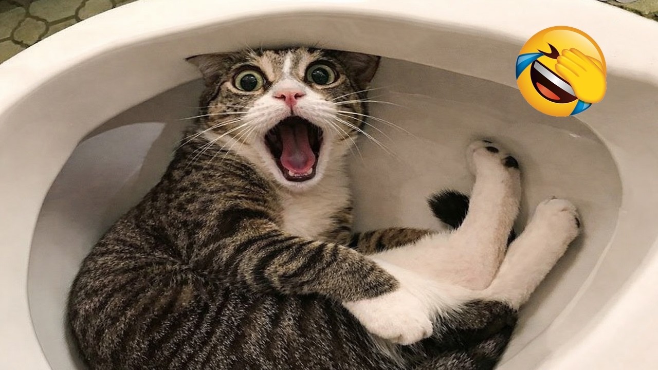 TRY NOT TO LAUGH 😂 Funniest Cats & Dogs 😹🐶 Funny Animals #6